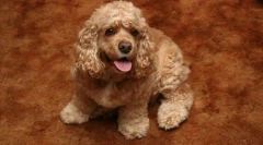 Amerykański cocker spaniel